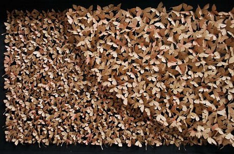 009-motyle.jpg