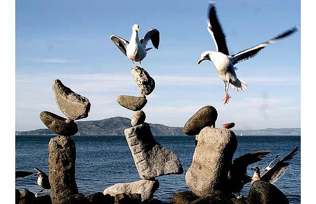 bird-balance-2-1465146i.jpg