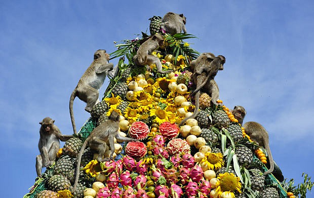 monkey-pyramid-1773788i.jpg