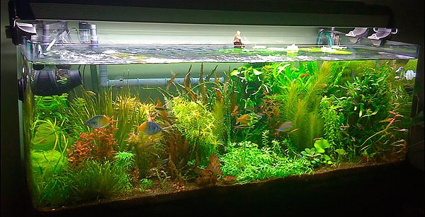 collectoritisstyle-plantedaquarium1.jpg