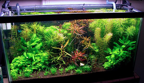 collectoritisstyle-plantedaquarium5.jpg