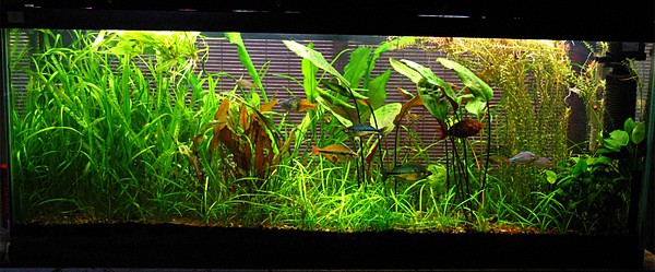 elnaturalstyle-plantedaquarium1.jpg
