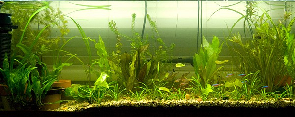 elnaturalstyle-plantedaquarium2.jpg