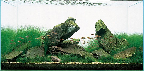 iwagumistyle-plantedaquarium1.jpg