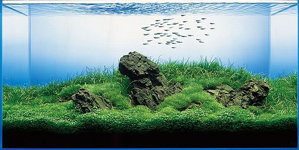 iwagumistyle-plantedaquarium6.jpg