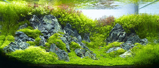takashiamano4.jpg