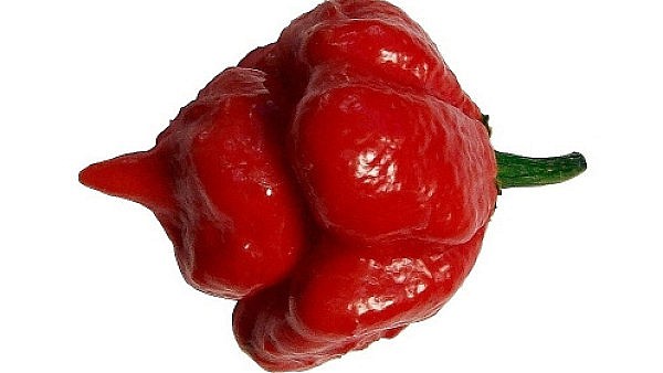 trinidad-scorpion-butch-t.jpg