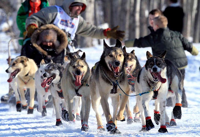 iditarod.jpg