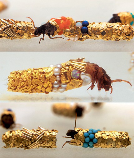 duprat-caddis.jpg