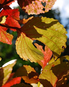 autumn-leaves-1431113-3-m.jpg