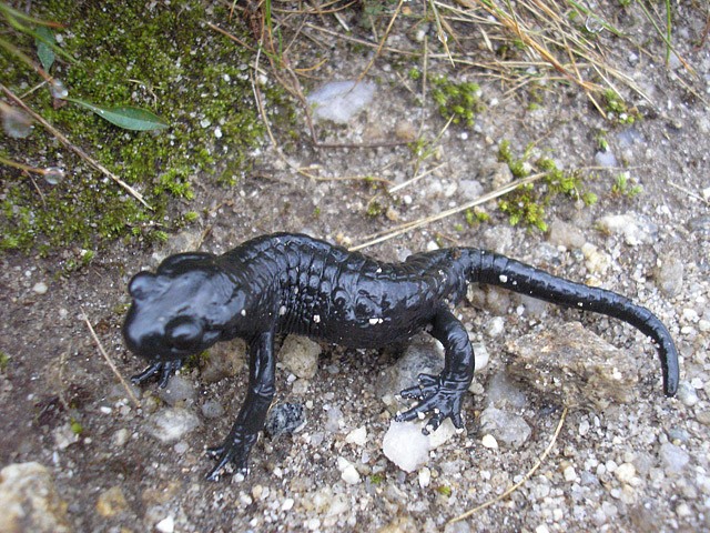 salamandra1.jpg