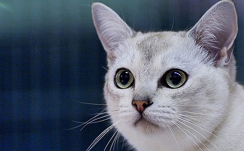 burmilla-2.jpg