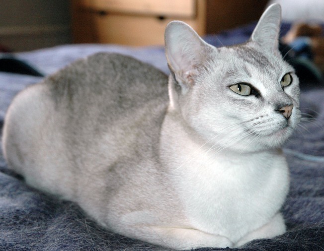burmilla.jpg