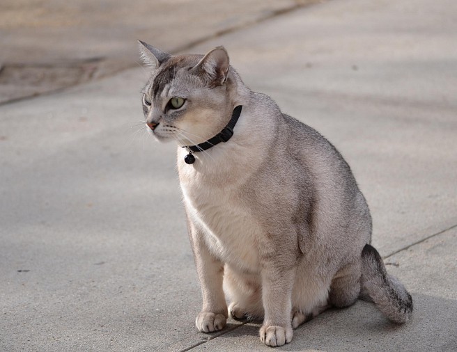 cats-pictures.org-3927-2048x1579-tharkon-burmilla-solo-miotic-pupil-highres-grey-hair.jpg