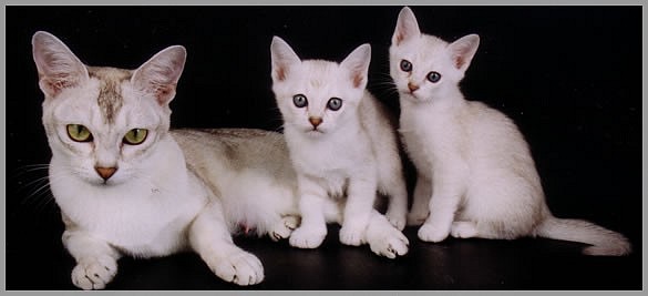 index-wheaty-2kittens.jpg