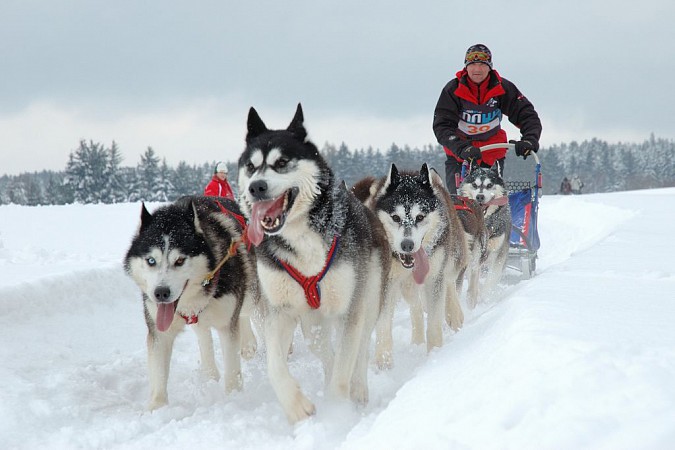 husky-skola.jpg