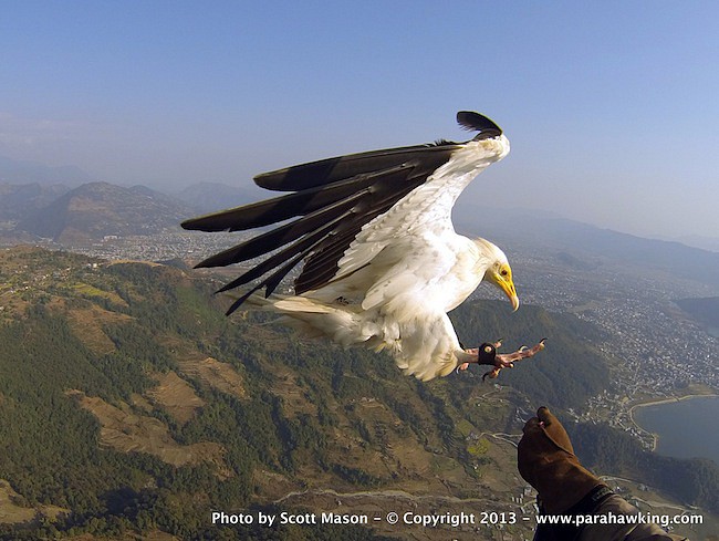 egyptian-vulture-above-pokhara.jpg