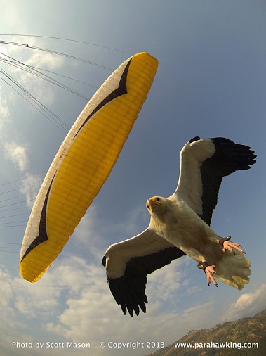 egyptian-vulture-and-parachute.jpg