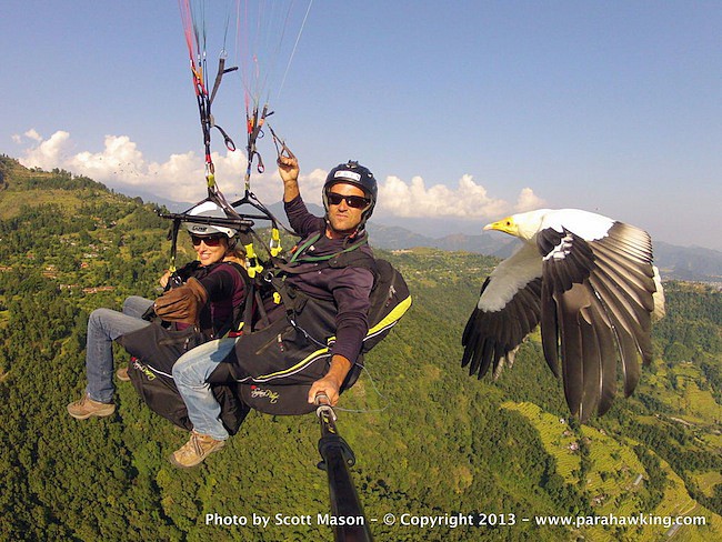 egyptian-vulture-flies-with-paragliders.jpg