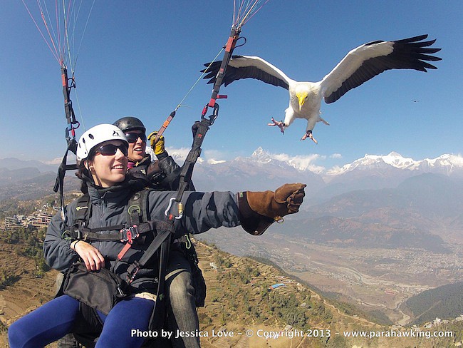 pilot-and-tandem-passenger-parahawking.jpg