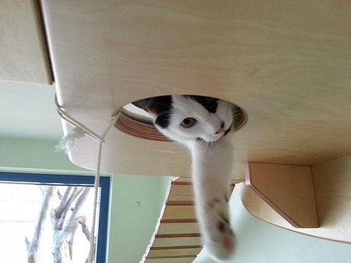 overhead-cat-playground-room-goldtatze-12.jpg