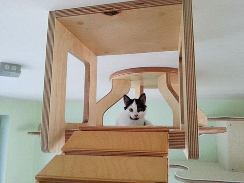 overhead-cat-playground-room-goldtatze-5.jpg