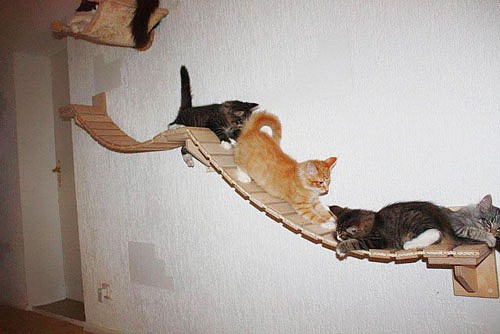overhead-cat-playground-room-goldtatze-8.jpg