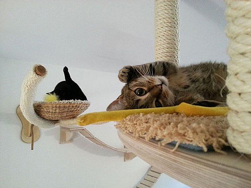overhead-cat-playground-room-goldtatze-9.jpg