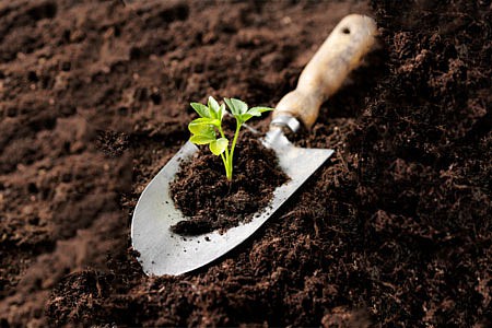 growing-team-garden-analogy.jpg