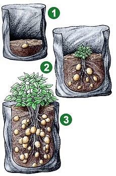 potato-stages.jpg