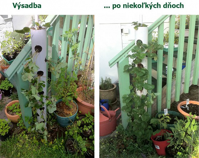 Po pár týždňoch nebude stĺp z PVC takmer vidieť.