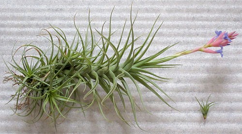 Rastliny rodu Tillandsia majú väčšinou veľmi riedke, alebo vôbec žiadne korene