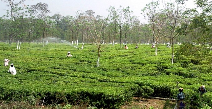 Darjeeling, zber čaju, foto: Martin Námešný