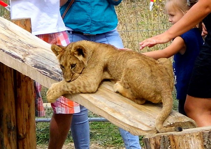 leo01.jpg
