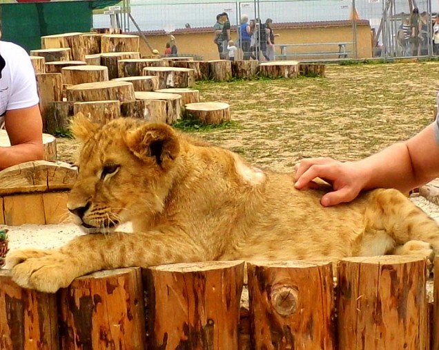 leo03.jpg