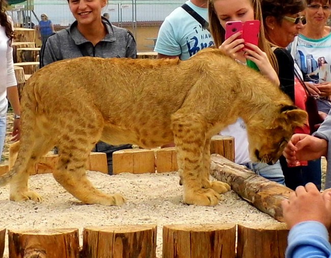 leo04.jpg