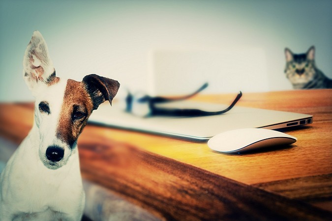 dog-624952-1920.jpg