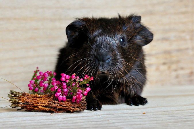 guinea-pig-658717-1920.jpg