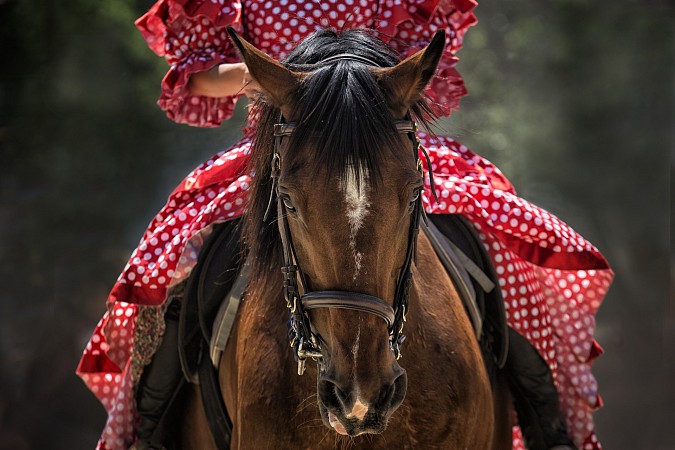 horse-1139142-1920.jpg
