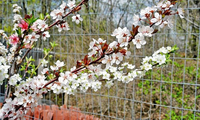 sam-van-aken-tree-of-40-fruit-4-1020x610.jpg