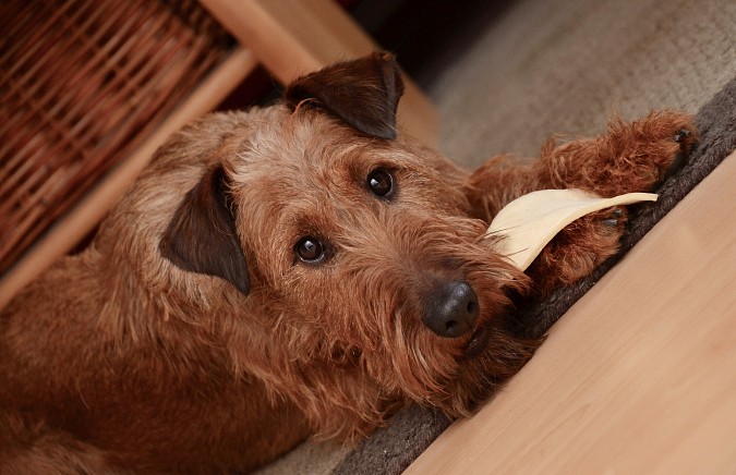 dog-682236-1920.jpg