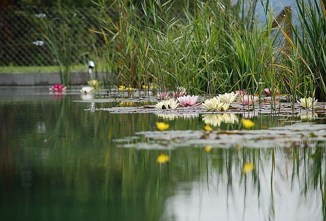 swimming-pond-1529485-640.jpg