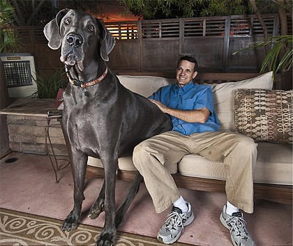 giant george