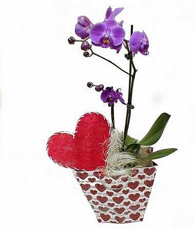 orchidea-cena-2600-eur.jpg