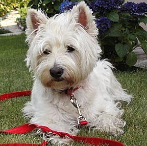west-highland-white-terrier.jpg