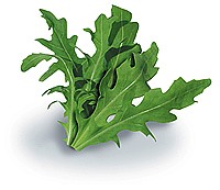 rukola