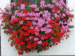 mce2b3633-muskaty-lebis.jpg