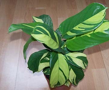 ctenanthe-pilosa.jpg