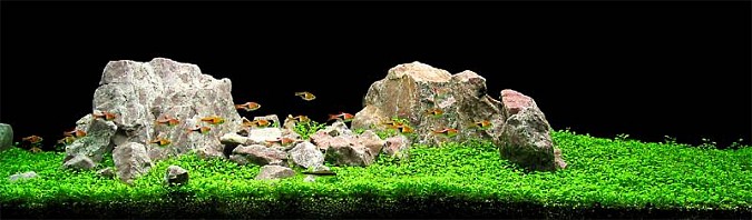 aquascaping.jpg