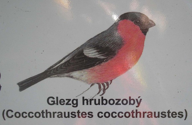Hýľ na informačnom paneli na náučnom chodníku na Zvolenskom Pustom hrade a pod ním nápis, že je to glezg